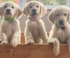 Golden Retrievers Tennessee: Find Your Loyal Lifetime Companion With Tri-Star
