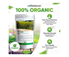 Lawnderlust Fertilizing Your Lawn Naturally with Seaweed - Image 1