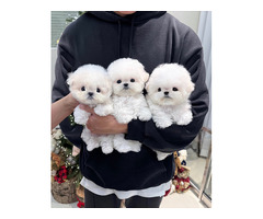 Healthy Maltese puppies ready