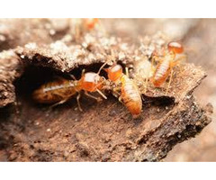 Protect Your Home with Trusted Termite Control Services in Abu Dhabi