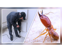 Protect Your Home with Trusted Termite Control Services in Abu Dhabi - Image 2