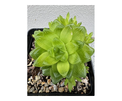 Bring Home the Beauty of Haworthia cymbiformis