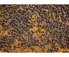 Effective Pest Control Products for Healthy Bee Colonies