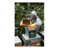 Premium Beekeeping Protective Clothing – Stay Safe & Comfortable