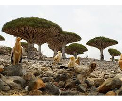 Socotra Travel Agency