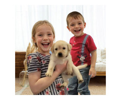 Top English Lab Breeders for Healthy Puppies