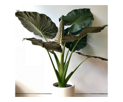 Transform Your Space with Elephant Ears (Alocasia Regal Shield)