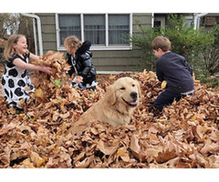 Find Your Perfect Golden Retriever Family Pet