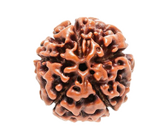 Buy Rudraksha Online – Authentic Beads | Store Astroyogi