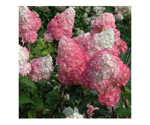 Vanilla Strawberry Hydrangea Color Changing Hydrangea Bush