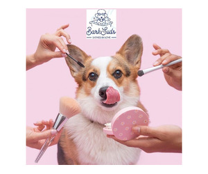 Affordable Dog Grooming Oviedo