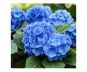 Nikko Blue Hydrangea Beautiful Blue Flowering Shrub for Gardens