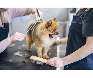 Trusted Professional Dog Groomers Fishhawk Care