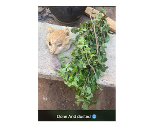 HOW TO GET RICH WITHOUT HUMAN RITUAL I AM BABA FROM NIGERIA CALL OR WHATSAPP