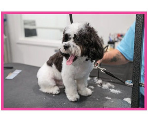 Reliable Winter Park Pet Care for Happy Pets