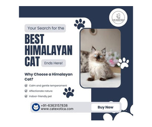???? Himalayan Cat for Sale in Bangalore  ????