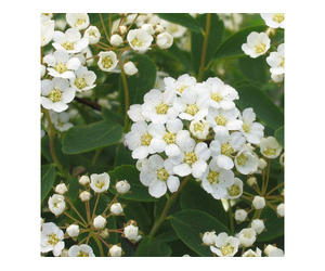 Spiraea Vanhouttei – White Low Maintenance Flowering Shrub