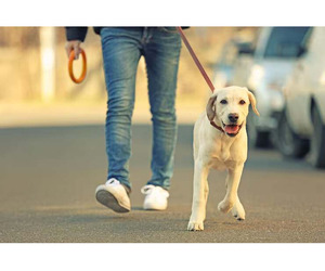 Dog Walking Services in Chandigarh