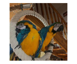 African Grey (congo) and macaw parrots available