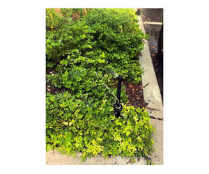 Tailored Irrigation Systems for Central Florida