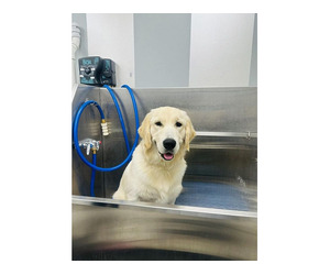 Keep Your Dog Fresh and Well Groomed
