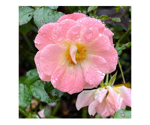 Peach Drift Rose Perfect Flowering Shrub for Every Garden