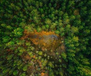 EU Deforestation Law Services Rajasthan