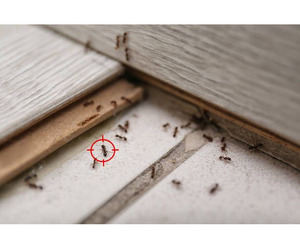 # Best Ants Control – Top 10 Listed - Image 2