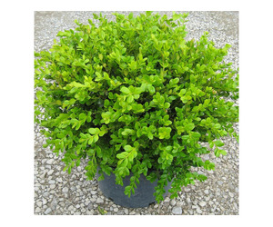 Winter Gem Boxwood Dwarf Boxwood Plant for Sale