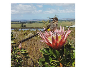 Slackpacking South Africa Walking Experiences | Green Mountain - Image 2