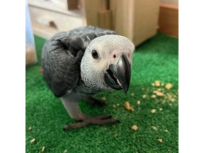 Healthy & Well-Socialized African Grey Parrots for Sale