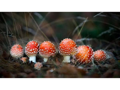 Buy mushrooms online