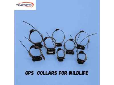 GPS Collars for Wildlife Providing Accurate Conservation Data