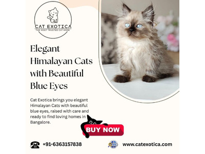 Himalayan Cats in Bangalore