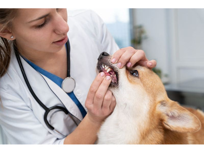Trusted Pet Dental Care in Doha, Qatar for Healthy Smiles