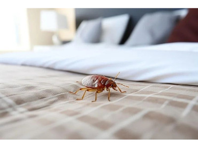 Why Choose the Best Pest Control in Chandigarh?