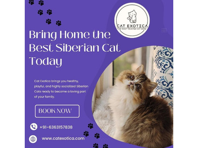 Best Siberian Cat in Bangalore
