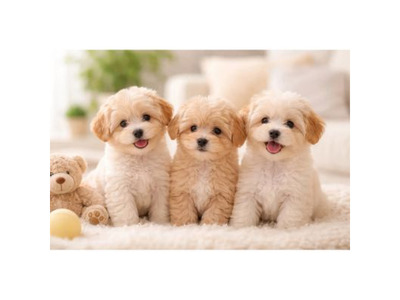 Healthy Male and Female Maltipoo Puppies For Sale in USA