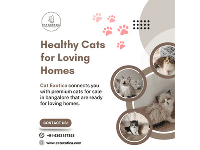 Cats for Sale in Bangalore