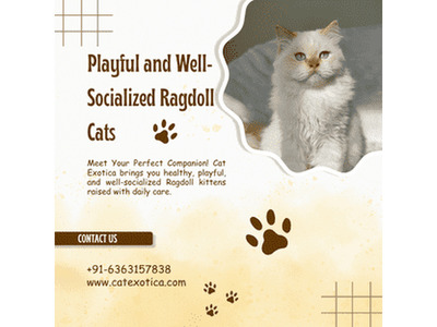 Ragdoll Cat Sale in Bangalore