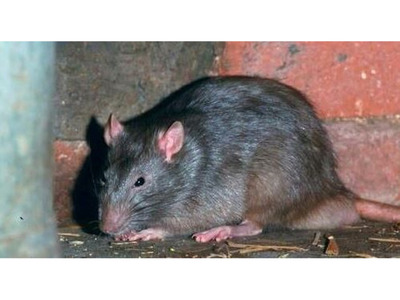 Vermin Control