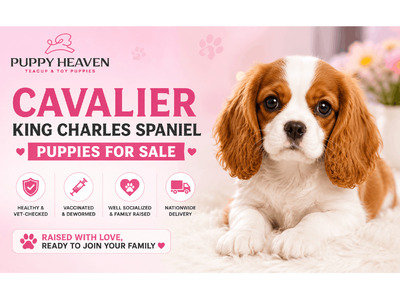 Loving Cavalier King Charles Spaniel Puppies Ready for New Homes