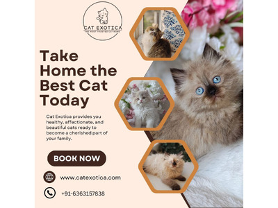 Best Siberian Cat in Bangalore