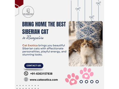 Best Siberian Cat in Bangalore