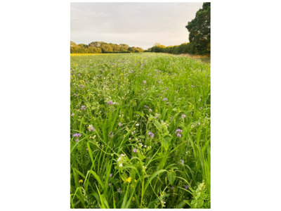 Biodiverse Farm in West Sussex