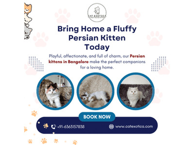 Persian Kittens in Bangalore