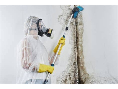 Professional Mold Removal Services: Inspection, Remediation, & Safe Mold Abatement