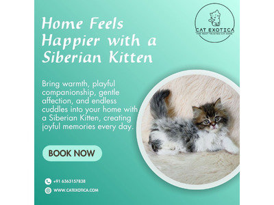 Siberian Kitten in Bangalore