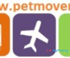 Pet relocation service all over India and International - Image 1