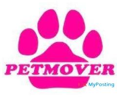 Pet relocation service all over India and International - Image 2